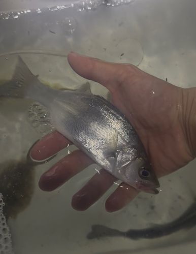 セイゴ（ヒラスズキ）の釣果