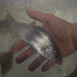 セイゴ（ヒラスズキ）