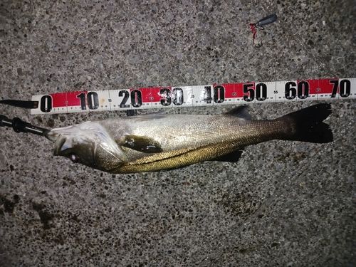 シーバスの釣果