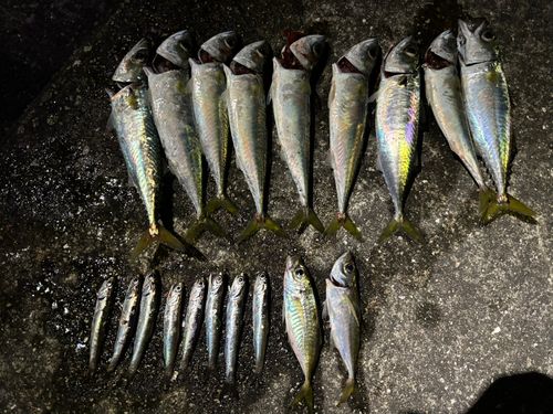 サバの釣果