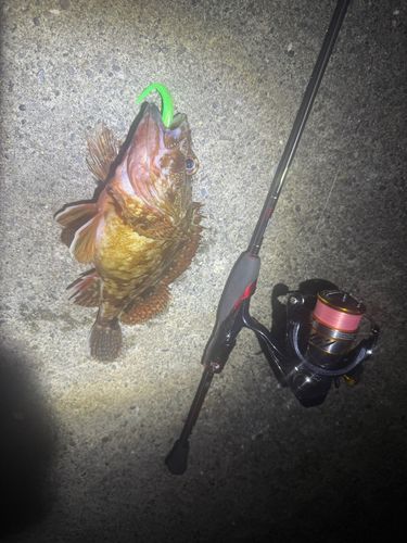 東京湾（富津〜金谷）