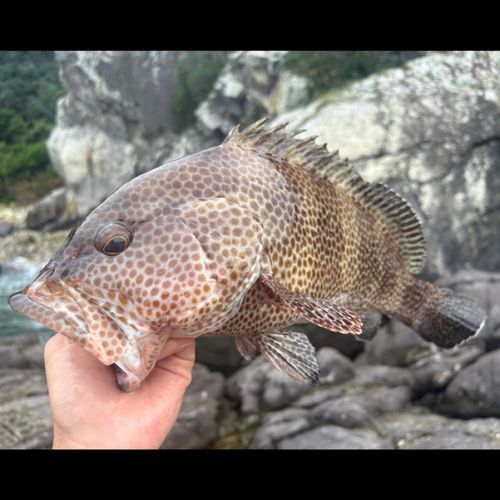 オオモンハタの釣果