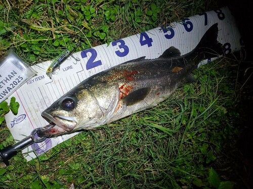 シーバスの釣果