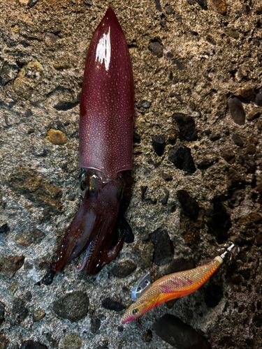 ケンサキイカの釣果