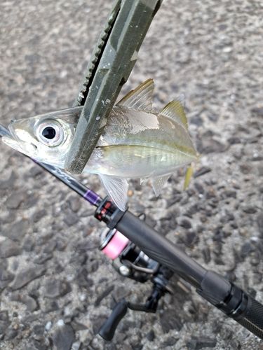 マアジの釣果