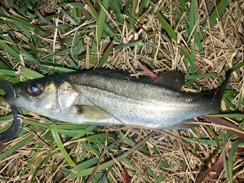 セイゴ（マルスズキ）の釣果