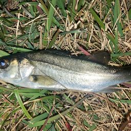 セイゴ（マルスズキ）