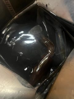 マメイカの釣果