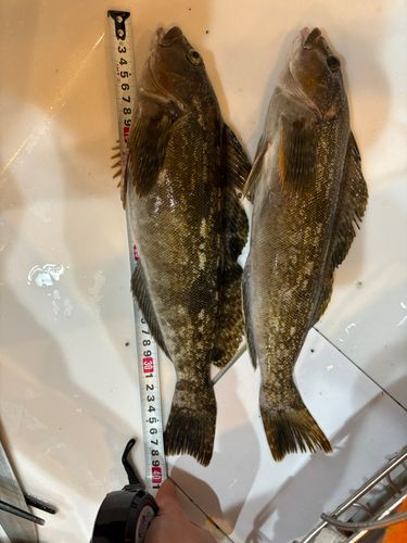 アイナメの釣果