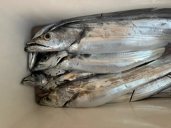 タチウオの釣果