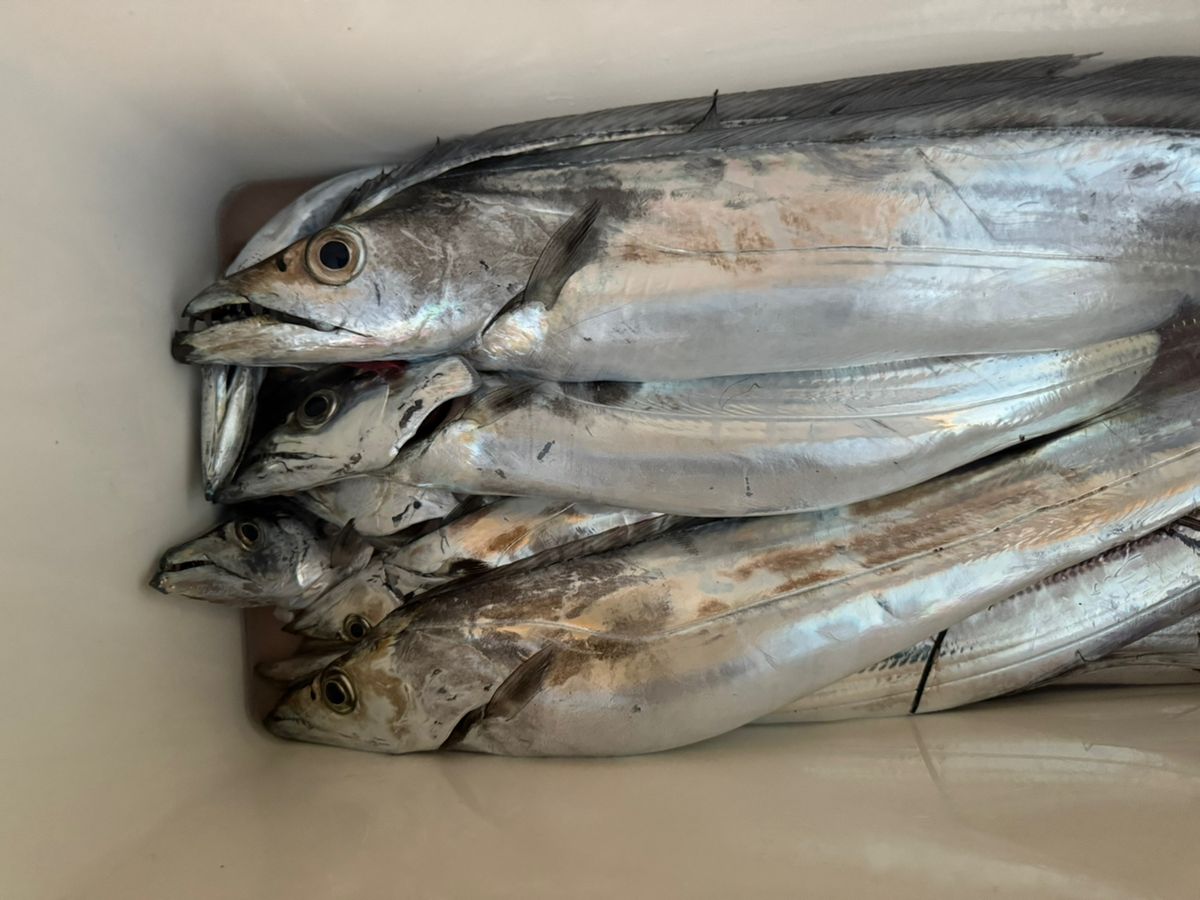 soratobukujiraさんの釣果 1枚目の画像