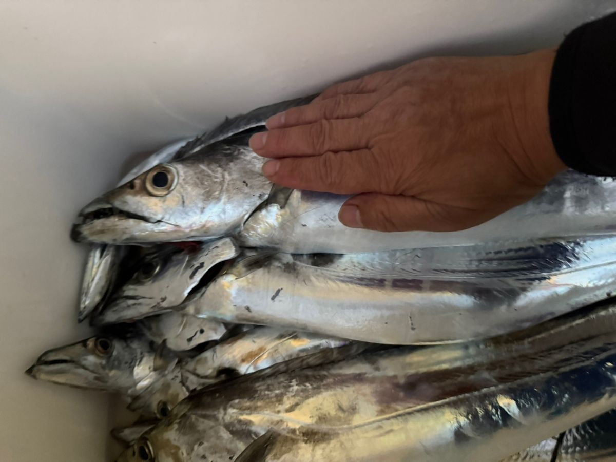 soratobukujiraさんの釣果 2枚目の画像