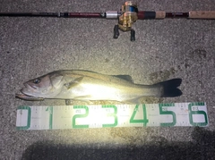 シーバスの釣果