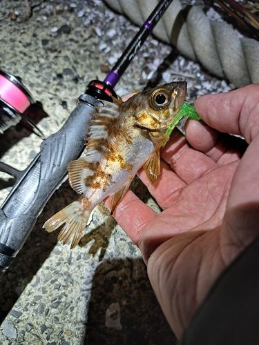 釣り堀ハマカツ