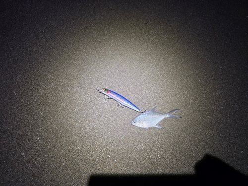 コバンアジの釣果