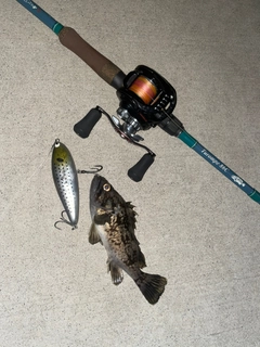 クロソイの釣果