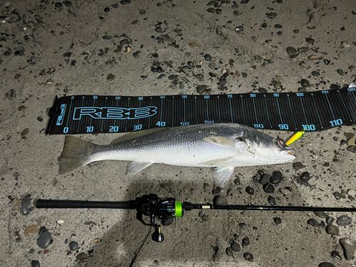 オオニベの釣果