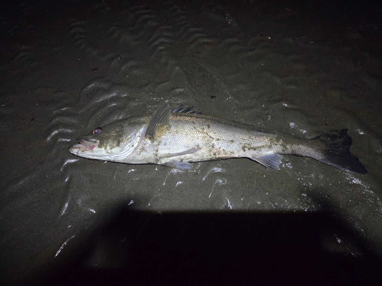 AbuGarcia エラディケーター ゼノモーフ ウォーリアー EXMS-97MML-TZの