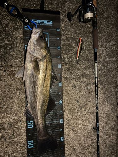 シーバスの釣果