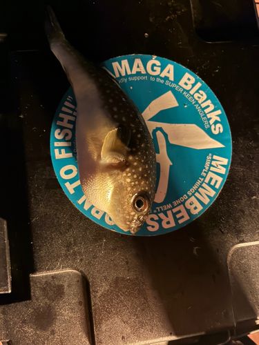 フグの釣果