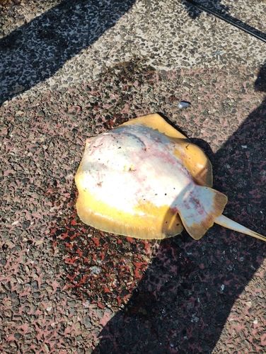 アカエイの釣果