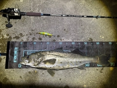 シーバスの釣果