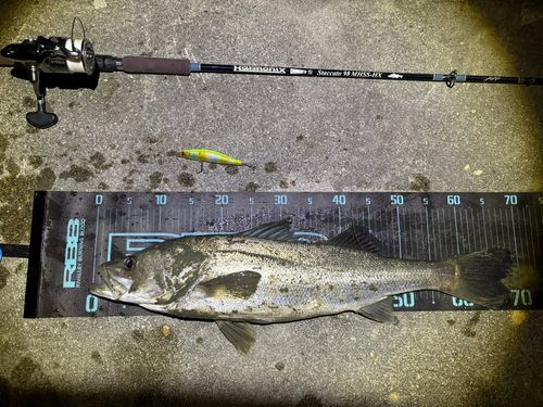 シーバスの釣果