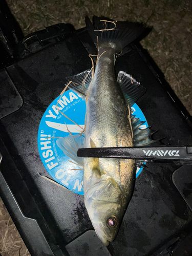 セイゴ（マルスズキ）の釣果