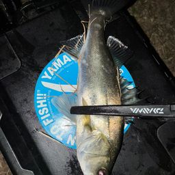 セイゴ（マルスズキ）