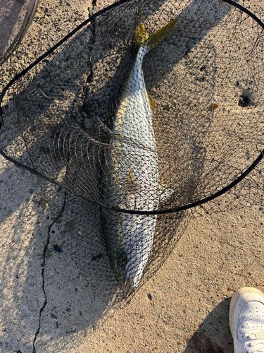 ヒラマサの釣果