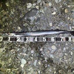 クロシビカマス