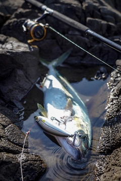 ヒラマサの釣果