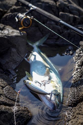 ヒラマサの釣果