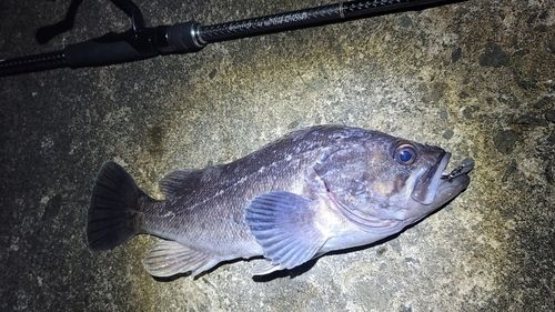 クロソイの釣果