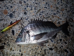 クロダイの釣果