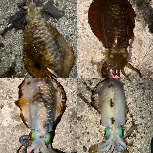 アオリイカの釣果