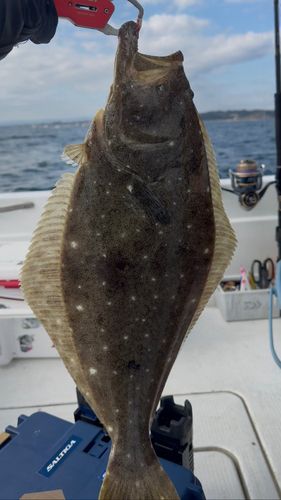 ヒラメの釣果