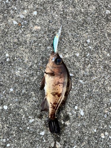 三陸海岸（岩手）