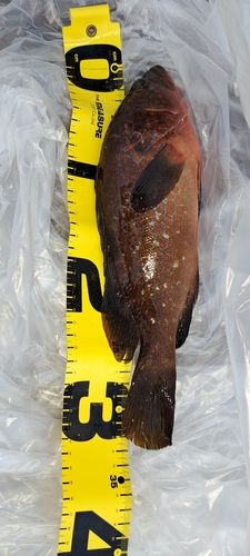 キジハタの釣果