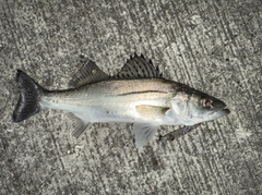 セイゴ（マルスズキ）の釣果