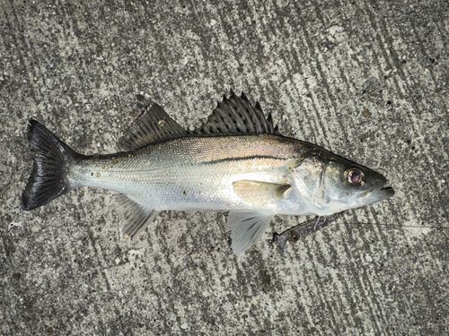 セイゴ（マルスズキ）の釣果