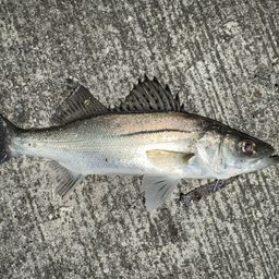 セイゴ（マルスズキ）