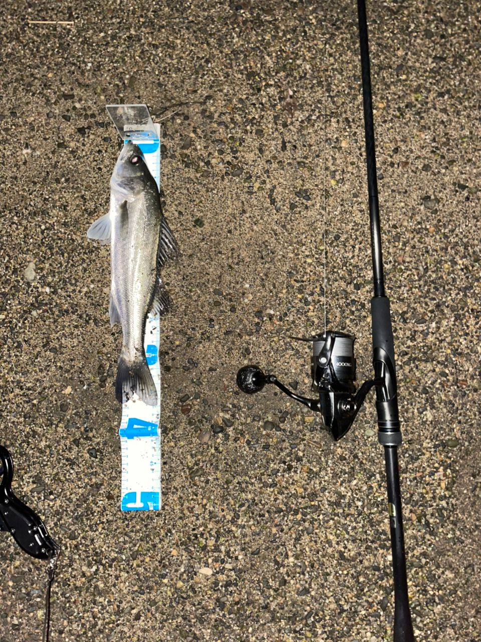 ワッチ SHIMANO シマノ S96MH 23ディアルーナ シマノ シーバスロッド