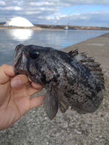 釣果