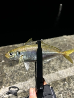 マルアジの釣果