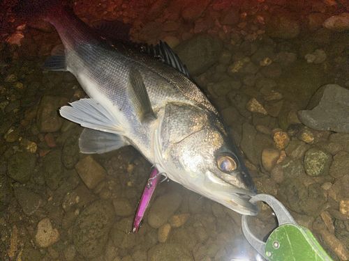 シーバスの釣果