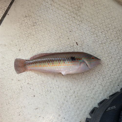 キュウセンの釣果