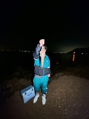 ワニゴチの釣果