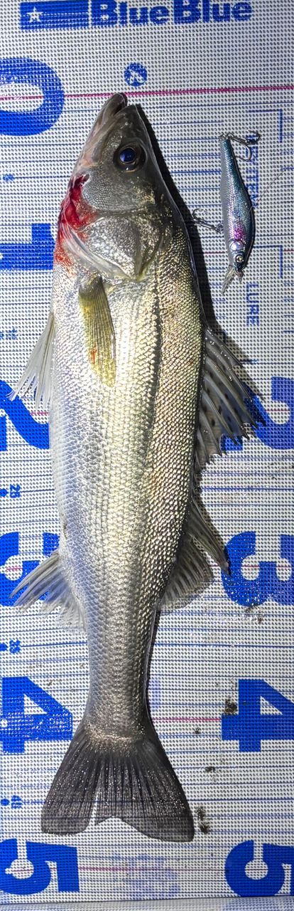 SHIMANO 18ワールドシャウラ 2833RS-2の最安値・インプレ・釣果 | 本音