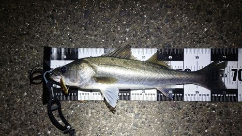 シーバスの釣果